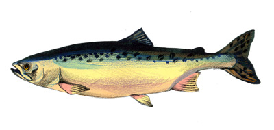  (Oncorhynchus gorbuscha).
