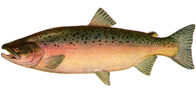  (Oncorhynchus kisutsch).