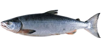  (Oncorhynchus nerka).