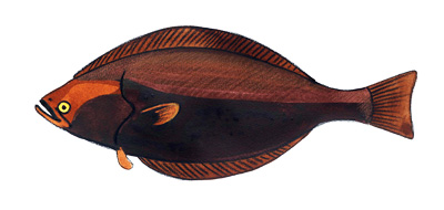 Палтус (Reinhardtius hippoglossoides (Walbaum)).
